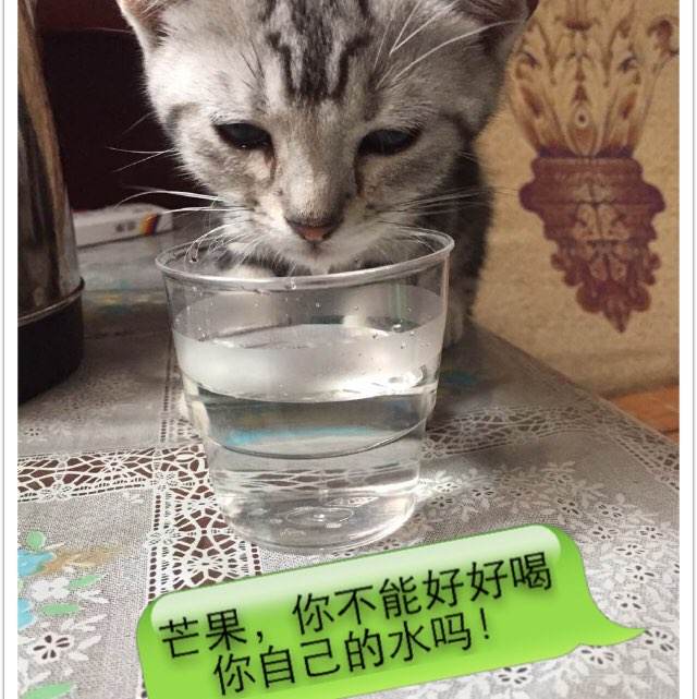 制作假的木材运输证